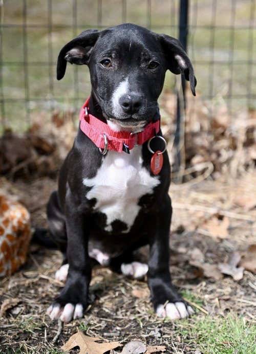 Orison Calligrace *LOCAL*, an adoptable Boston Terrier in Wakefield, RI