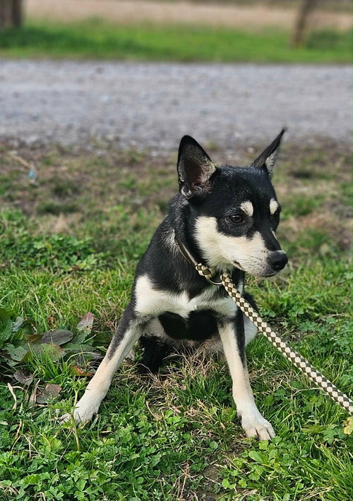 picture of the dog needing adoption