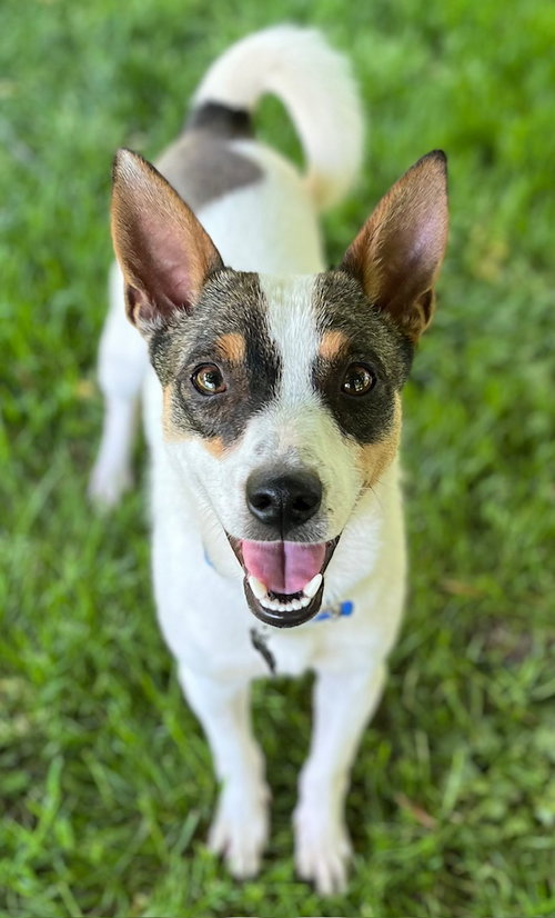 Manook Shiba *LOCAL*, an adoptable Shiba Inu in Wakefield, RI