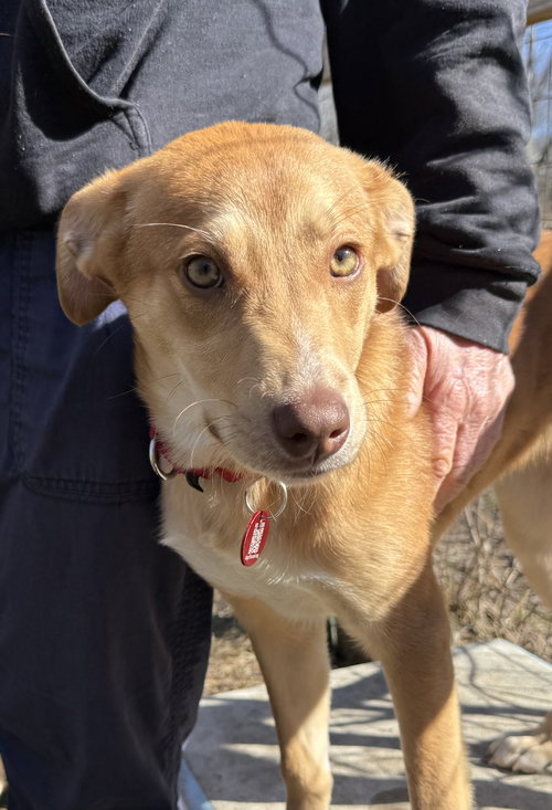 Leah Theo *LOCAL*, an adoptable Collie in Wakefield, RI