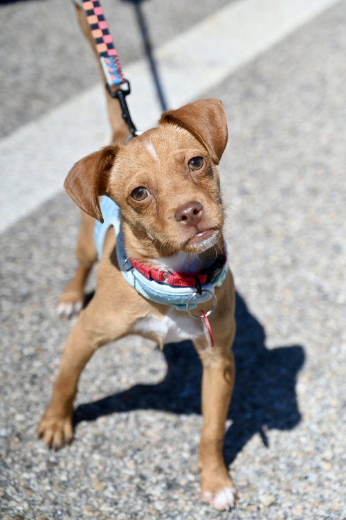 picture of the dog needing adoption