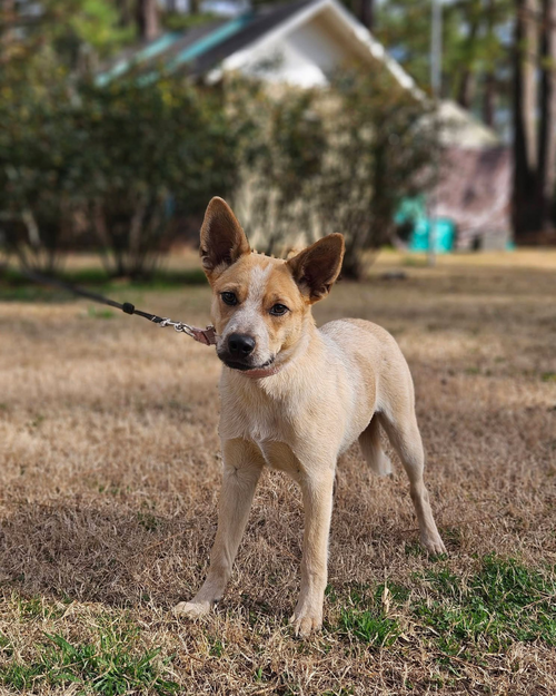 picture of the dog needing adoption