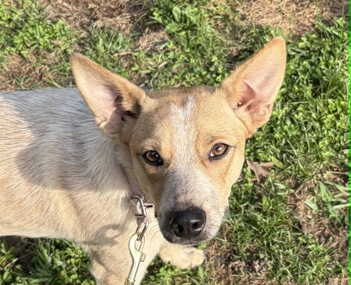 Blondie, an adoptable Australian Cattle Dog in Wakefield, RI