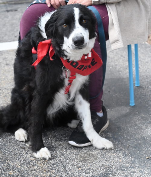 Anikan *LOCAL*, an adoptable Border Collie in Wakefield, RI