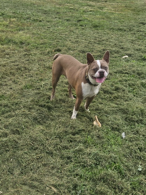 Frankie Boston, an adoptable Boston Terrier in Wakefield, RI