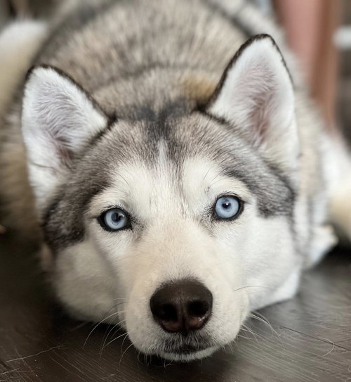 Nika *LOCAL*, an adoptable Husky in Wakefield, RI