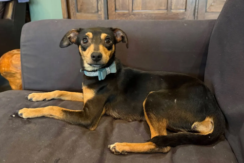Paisley Peapod, an adoptable Dachshund in Wakefield, RI