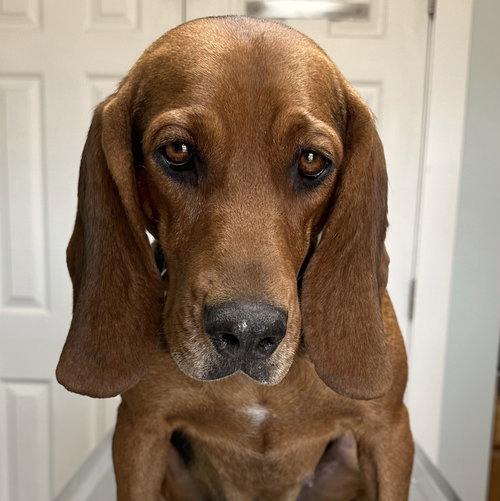 Marigold Cereal, an adoptable Basset Hound in Wakefield, RI