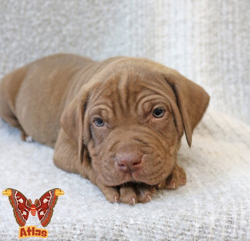 Atlas Wings-of-Love, an adoptable Hound in Wakefield, RI