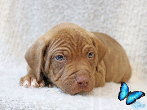 Blue Wings-of-Love, an adoptable Hound in Wakefield, RI