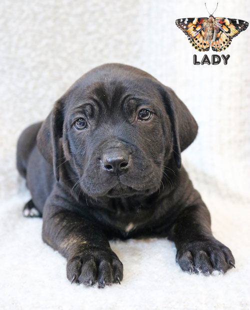 Lady Wings-of-Love, an adoptable Hound in Wakefield, RI