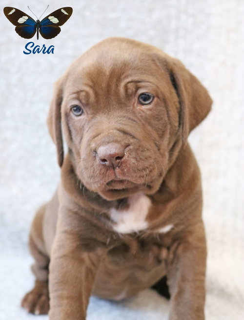 Sara Wings-of-Love, an adoptable Hound in Wakefield, RI