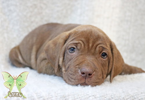 Luna Wings-of-Love, an adoptable Hound in Wakefield, RI