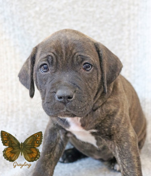 Grayling Wings-of-Love, an adoptable Hound in Wakefield, RI
