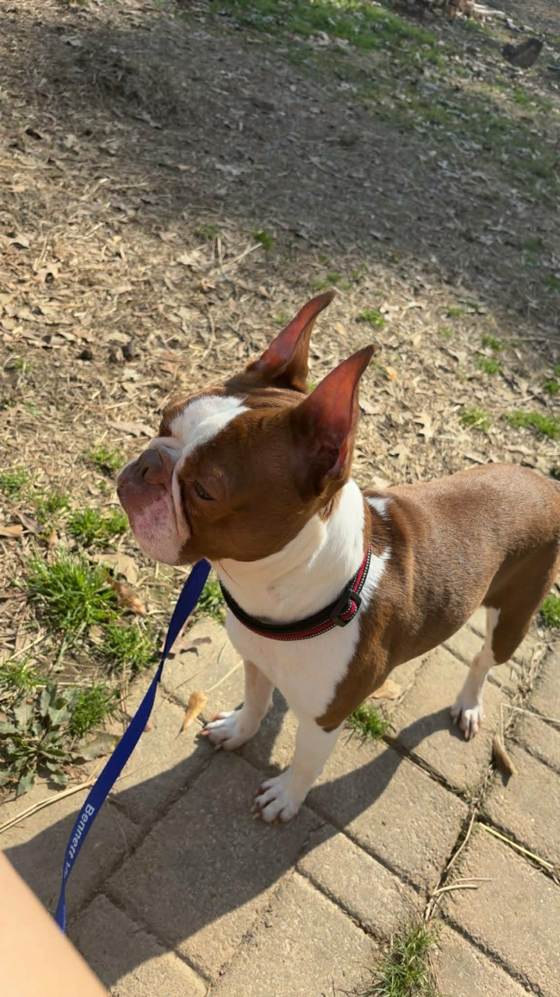Hooch Bo