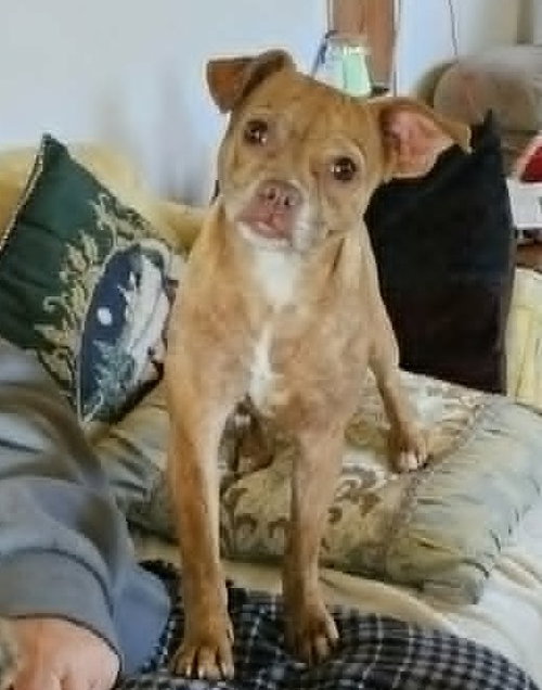 Pinky Grace CaliGrace, an adoptable Boston Terrier in Wakefield, RI