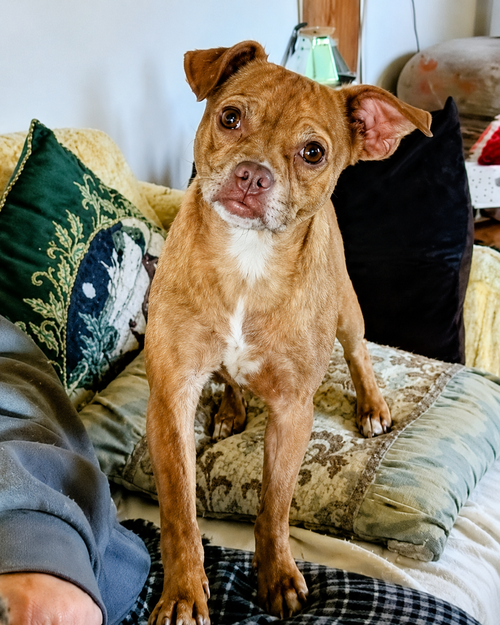 Pinky Grace CaliGrace, an adoptable Boston Terrier in Wakefield, RI
