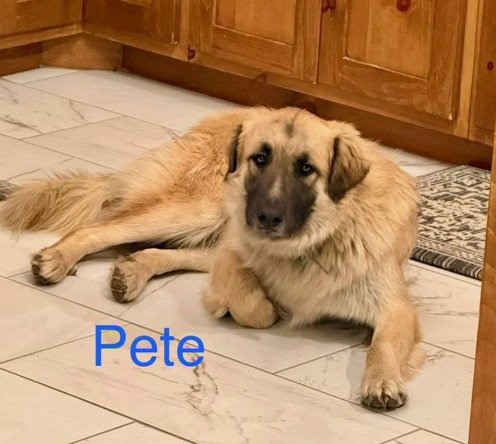 Pete *LOCAL*