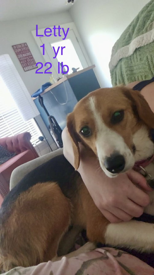 Letty Bea *LOCAL*, an adoptable Beagle in Wakefield, RI
