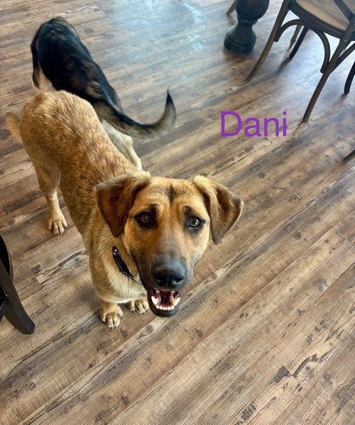 Dani Bea *LOCAL*, an adoptable Anatolian Shepherd in Wakefield, RI