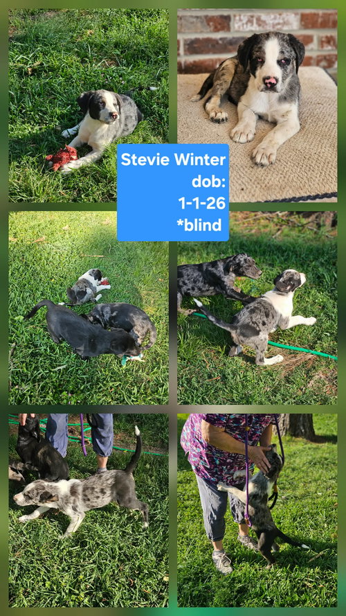 Stevie Winter, an adoptable Hound in Wakefield, RI