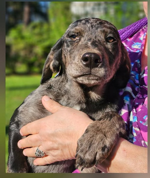 Kate Winter, an adoptable Hound in Wakefield, RI