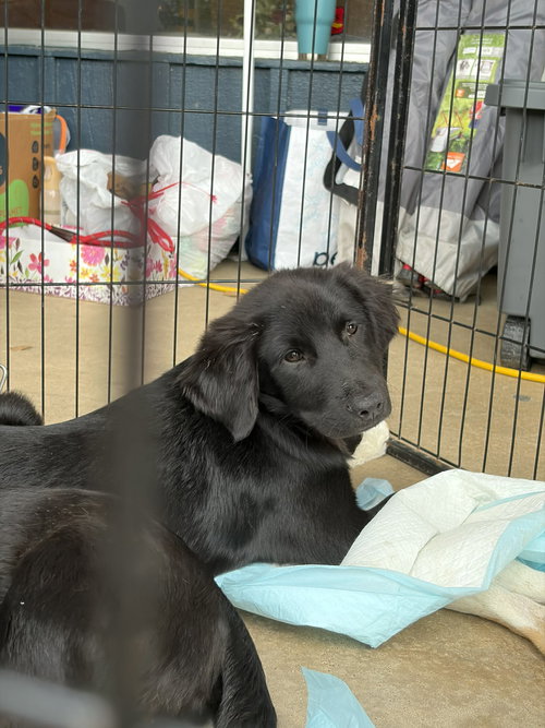 Sigourney Winter, an adoptable Hound in Wakefield, RI