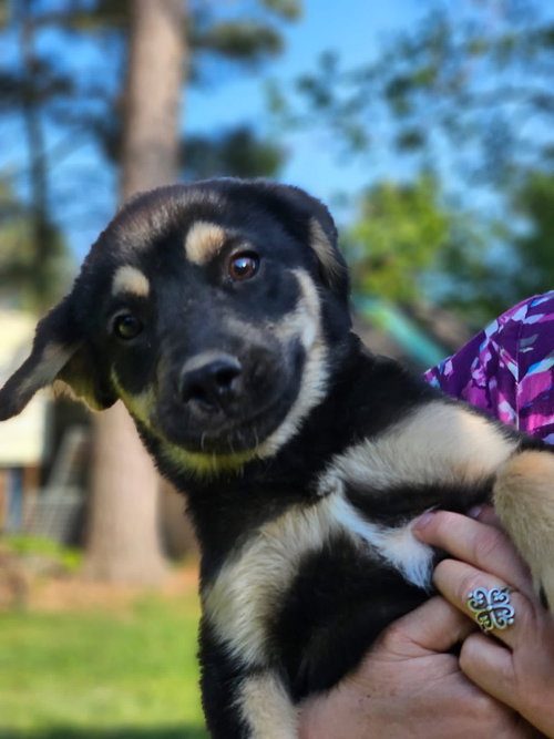 Dexter Dee, an adoptable Shepherd in Wakefield, RI