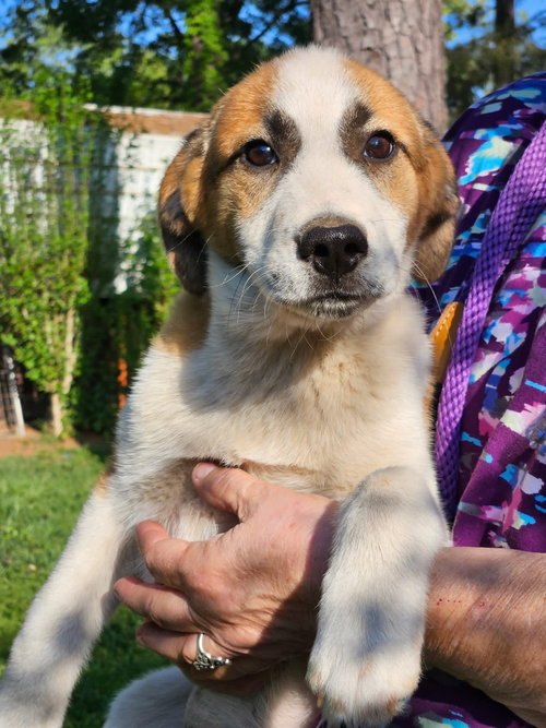 Doakes Dee, an adoptable Shepherd in Wakefield, RI