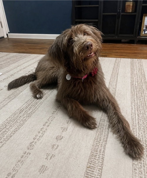 Sniggle-Fritz *LOCAL*, an adoptable Australian Shepherd in Wakefield, RI