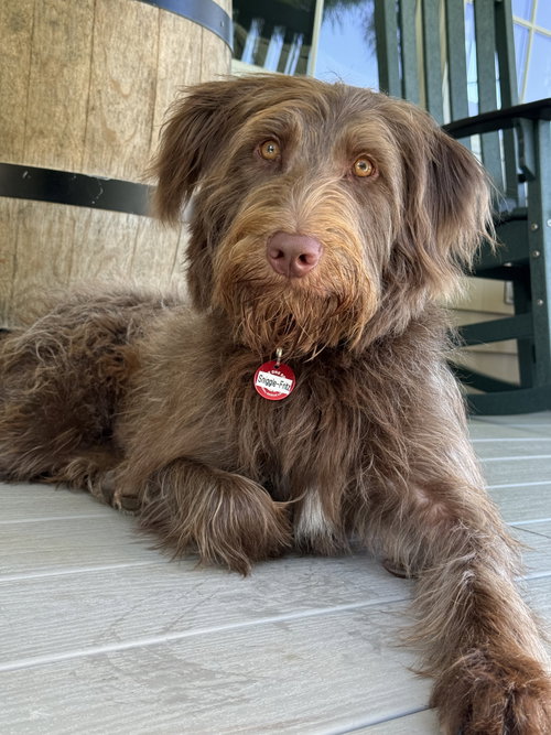 Sniggle-Fritz *LOCAL*, an adoptable Australian Shepherd in Wakefield, RI