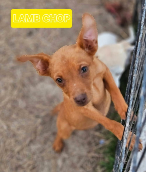 Lambchop Puppet, an adoptable Miniature Pinscher in Wakefield, RI