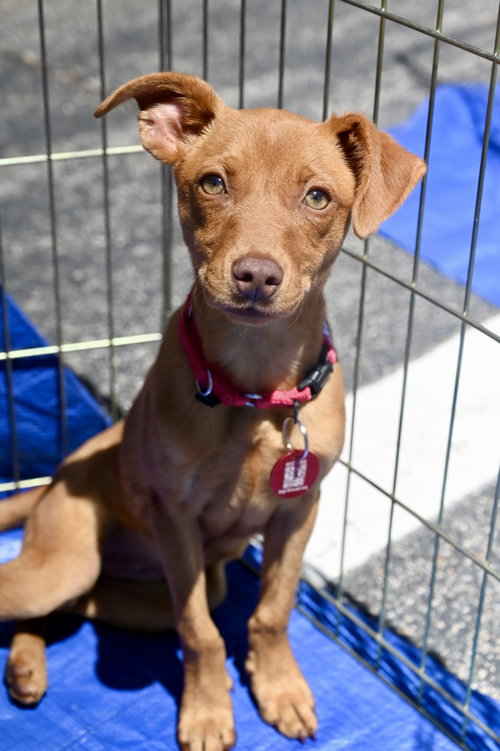 Lambchop Puppet *LOCAL*, an adoptable Miniature Pinscher in Wakefield, RI