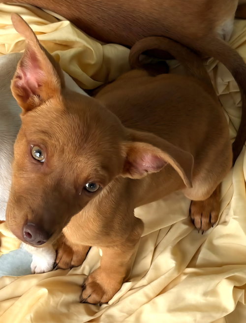 Pinnochio Puppet, an adoptable Miniature Pinscher in Wakefield, RI