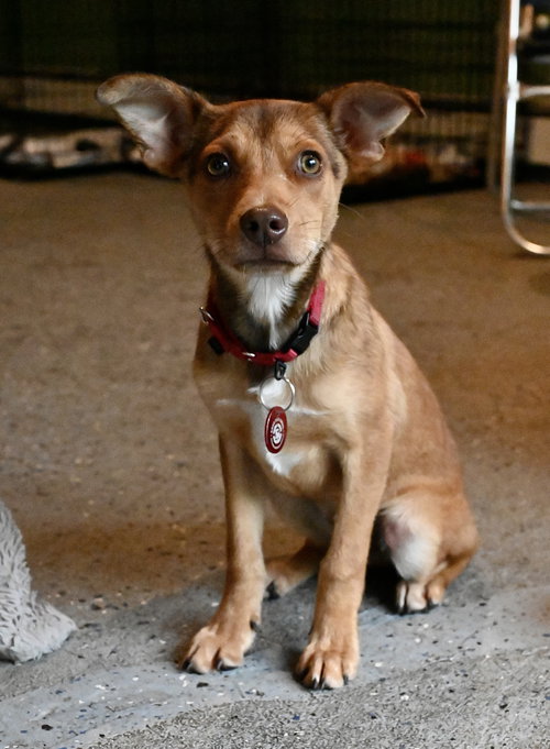 Pinnochio Puppet *LOCAL*, an adoptable Miniature Pinscher in Wakefield, RI