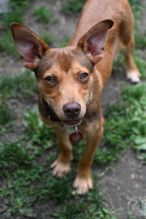 Pinocchio Puppet *LOCAL*, an adoptable Miniature Pinscher in Wakefield, RI