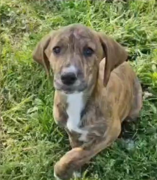 Abraham Darby Rose, an adoptable Hound in Wakefield, RI