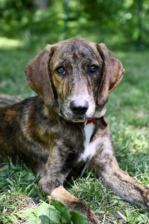Abraham Darby Rose *LOCAL*, an adoptable Hound in Wakefield, RI