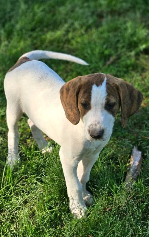 David Austin Rose, an adoptable Hound in Wakefield, RI