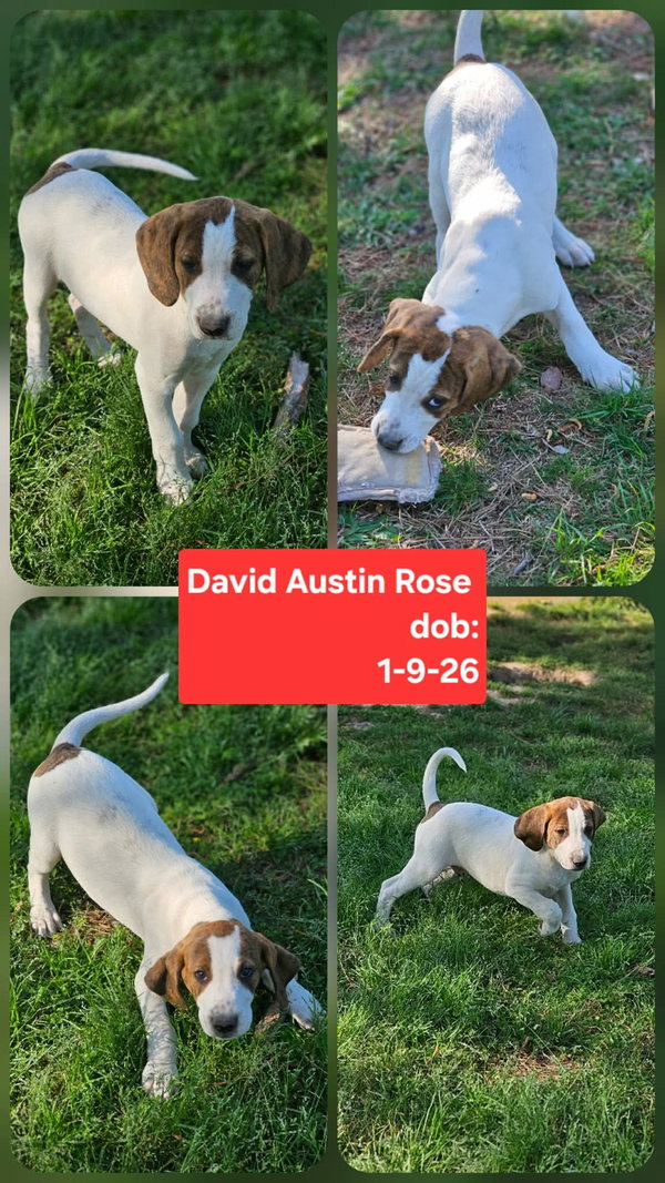 David Austin Rose