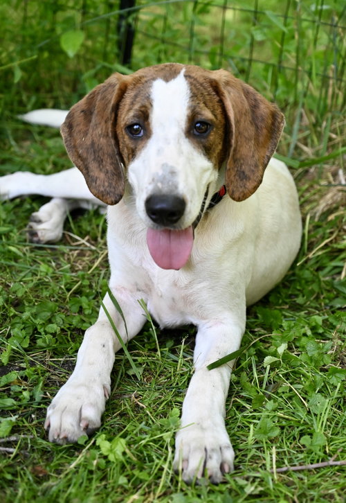 David Austin Rose *LOCAL*, an adoptable Hound in Wakefield, RI