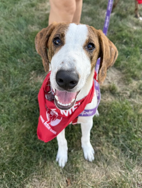 David Austin Rose *LOCAL*, an adoptable Hound in Wakefield, RI