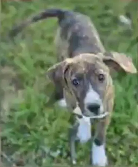 Gertrude Rose - Hound