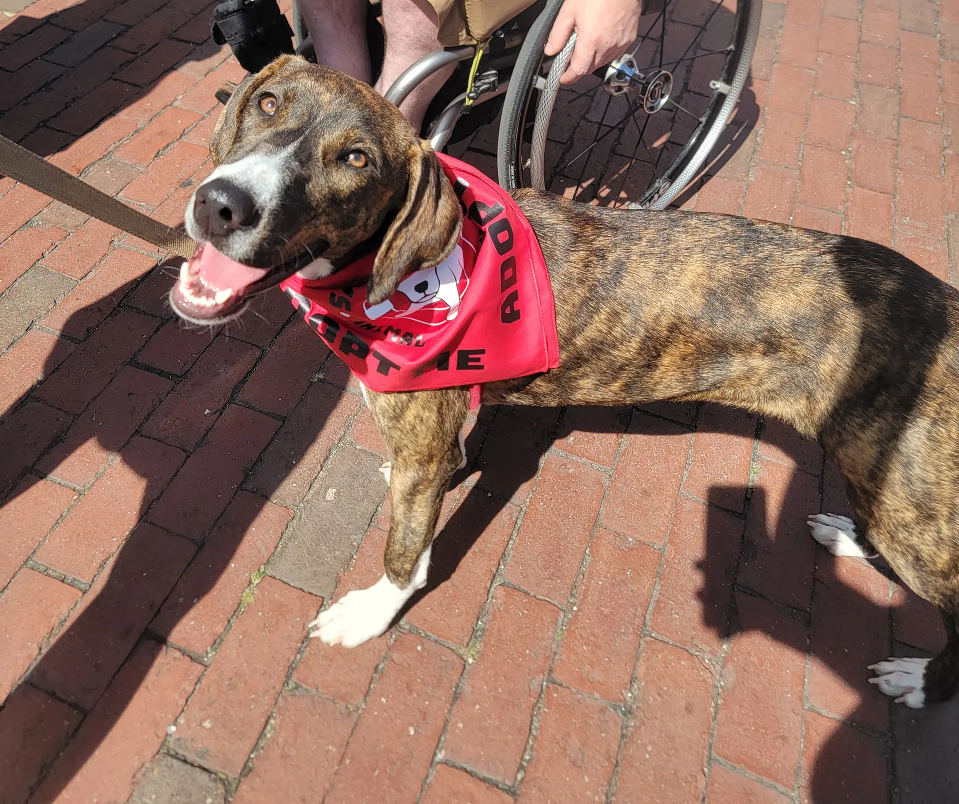 Gertrude Rose Local - Hound