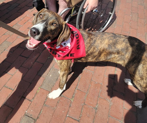 Gertrude Rose *LOCAL*, an adoptable dog