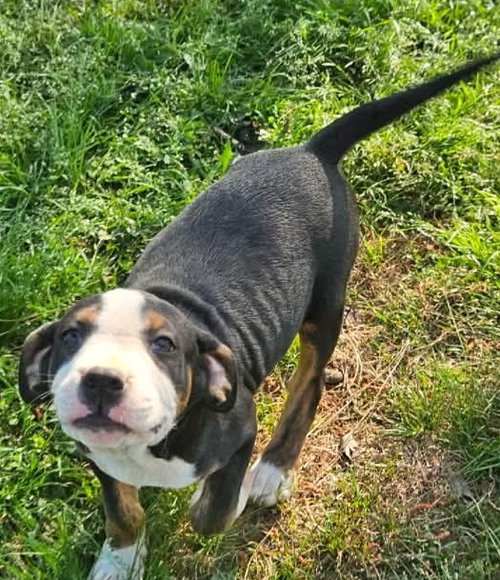 Mr Lincoln Rose, an adoptable Hound in Wakefield, RI