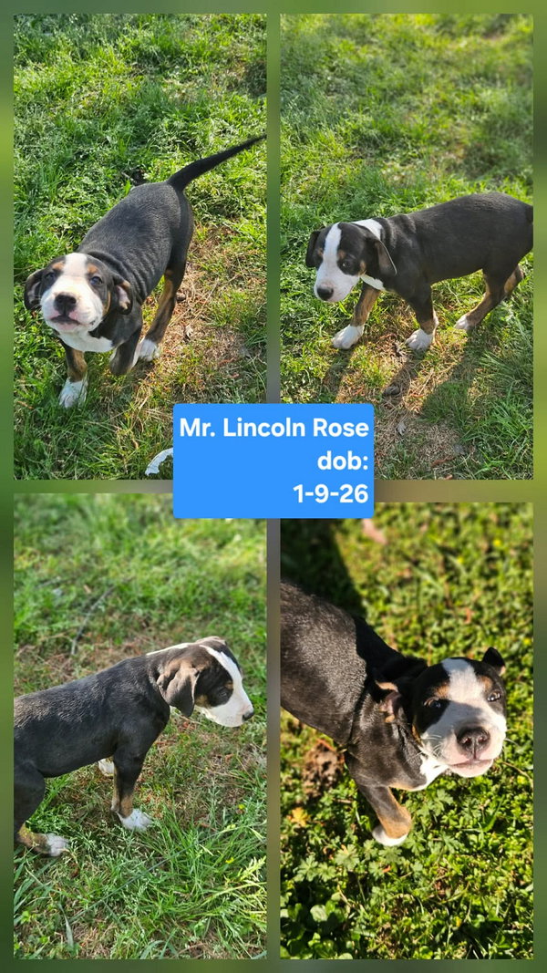 Mr Lincoln Rose