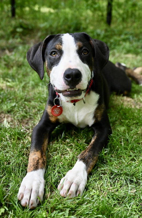Mr Lincoln Rose *LOCAL*, an adoptable Hound in Wakefield, RI