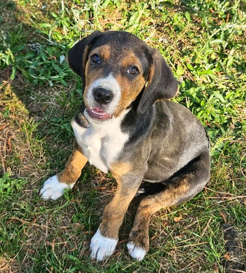 Rambling Rose, an adoptable Hound in Wakefield, RI
