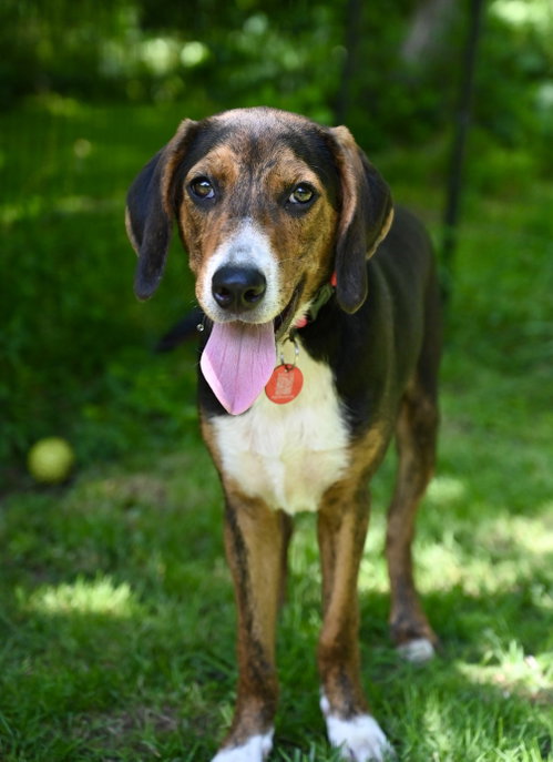 Rambling Rose *LOCAL*, an adoptable Hound in Wakefield, RI